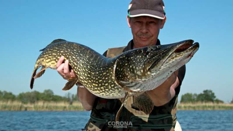 szczupak z płytkiej wody